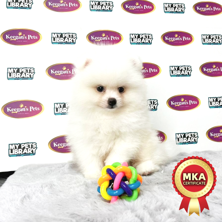 MKA Pomeranian Puppy (Male) For Sale