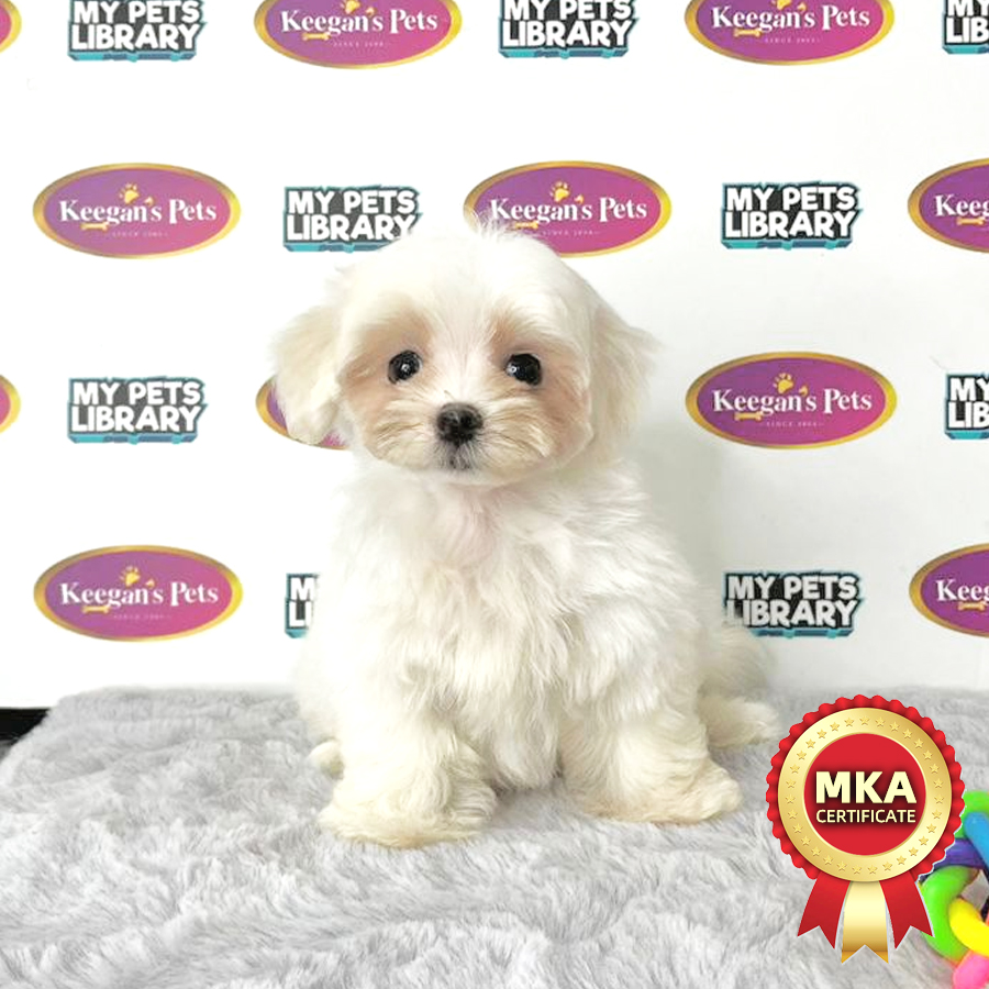 MKA Maltese Puppy (Female) For Sale