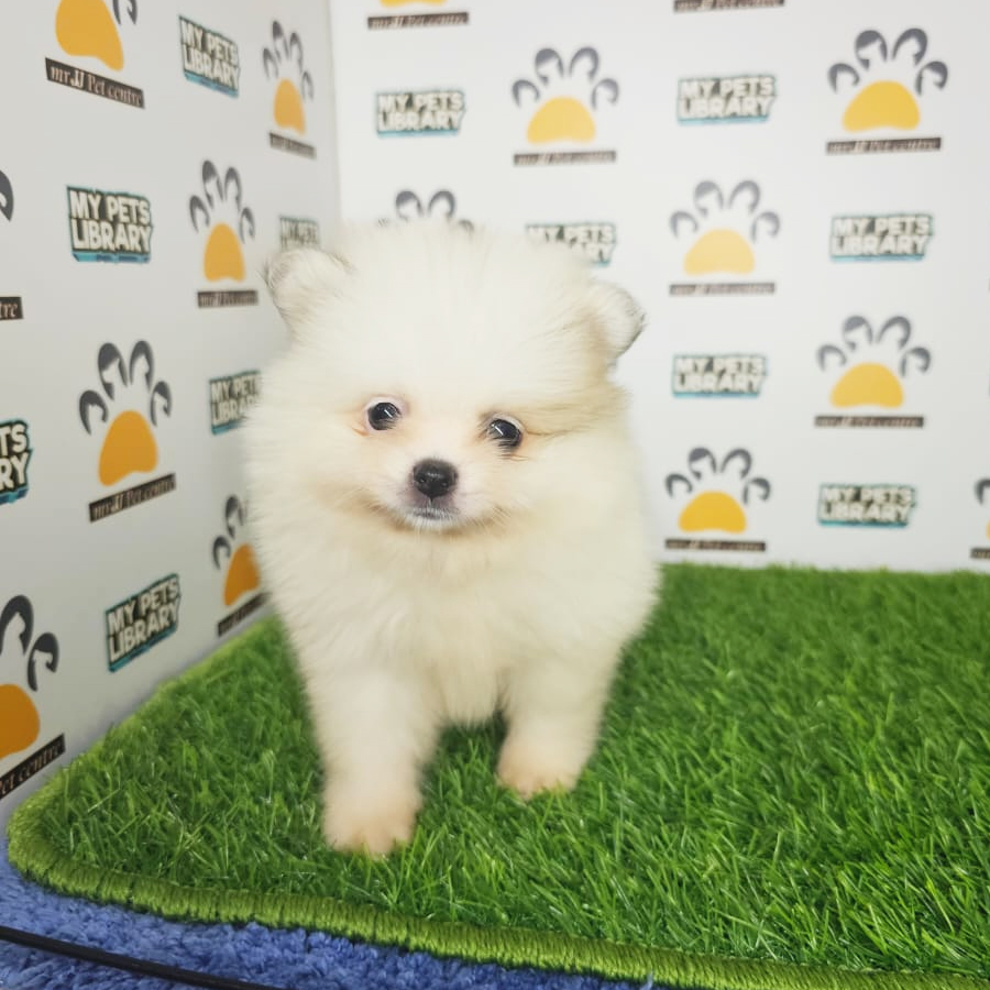 Tiny Pomeranian Puppy (Male) For Sale