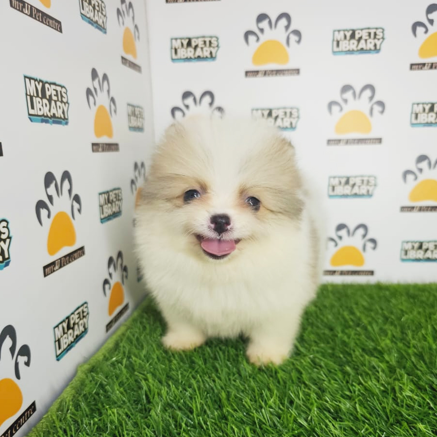 Tiny Pomeranian Puppy (Male) For Sale