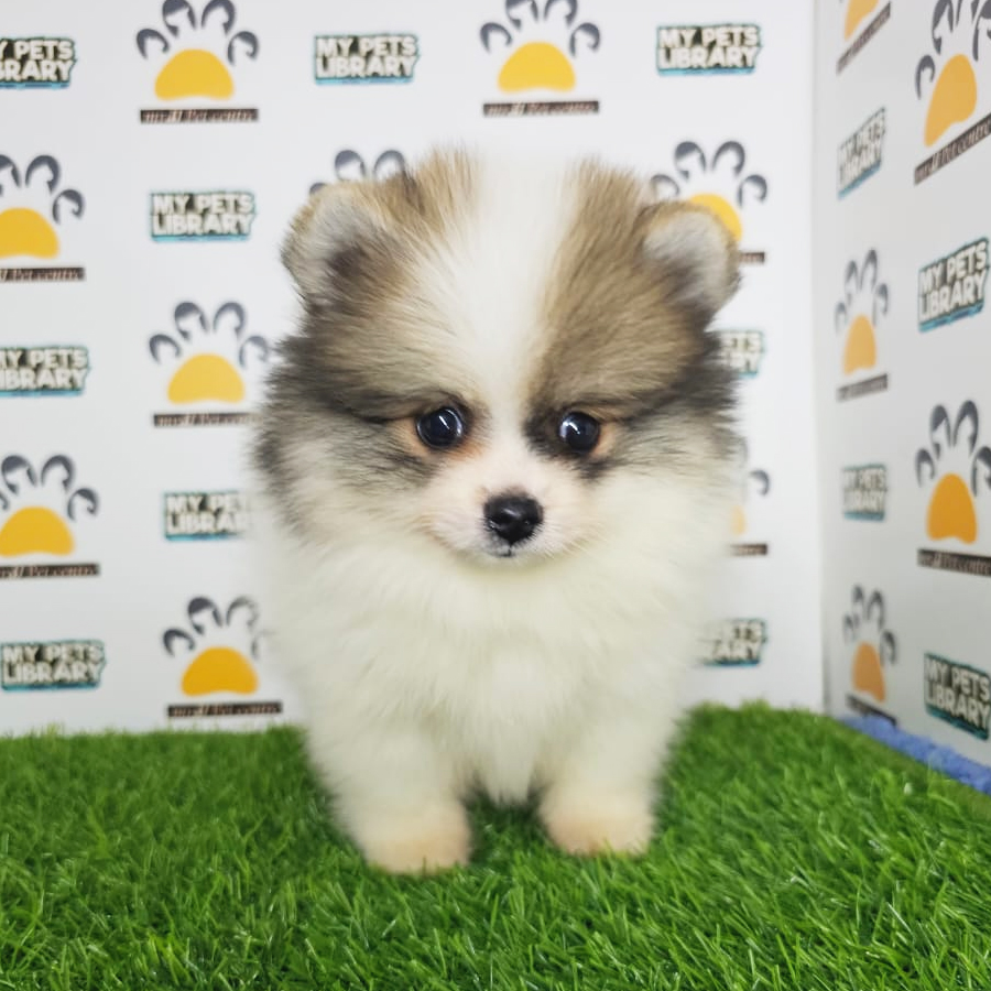 Tiny Pomeranian Puppy (Male) For Sale