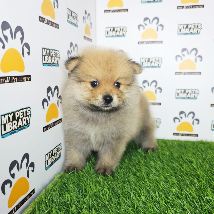 Pomeranian Puppy (Male) For Sale