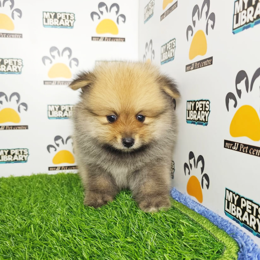 Pomeranian Puppy (Male) For Sale