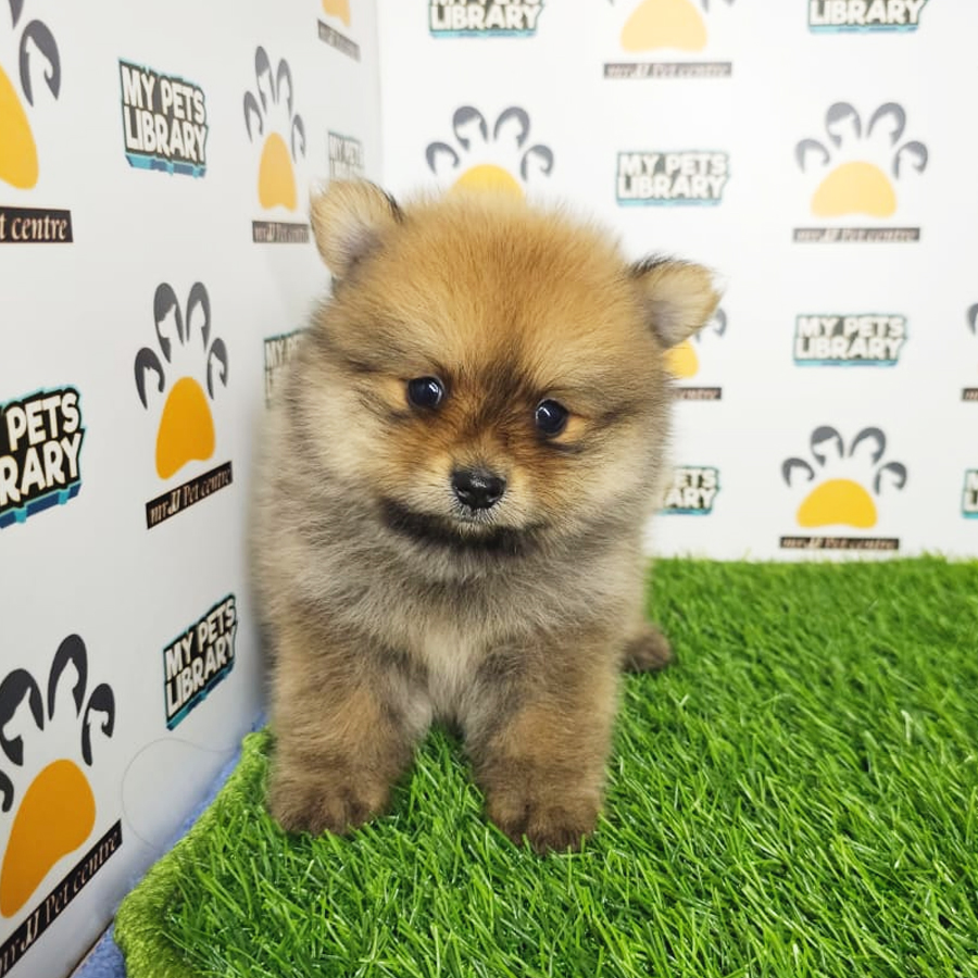 Pomeranian Puppy (Male) For Sale