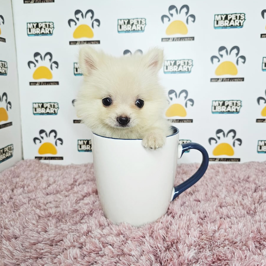 Teacup Pomeranian Puppy (Female) For Sale