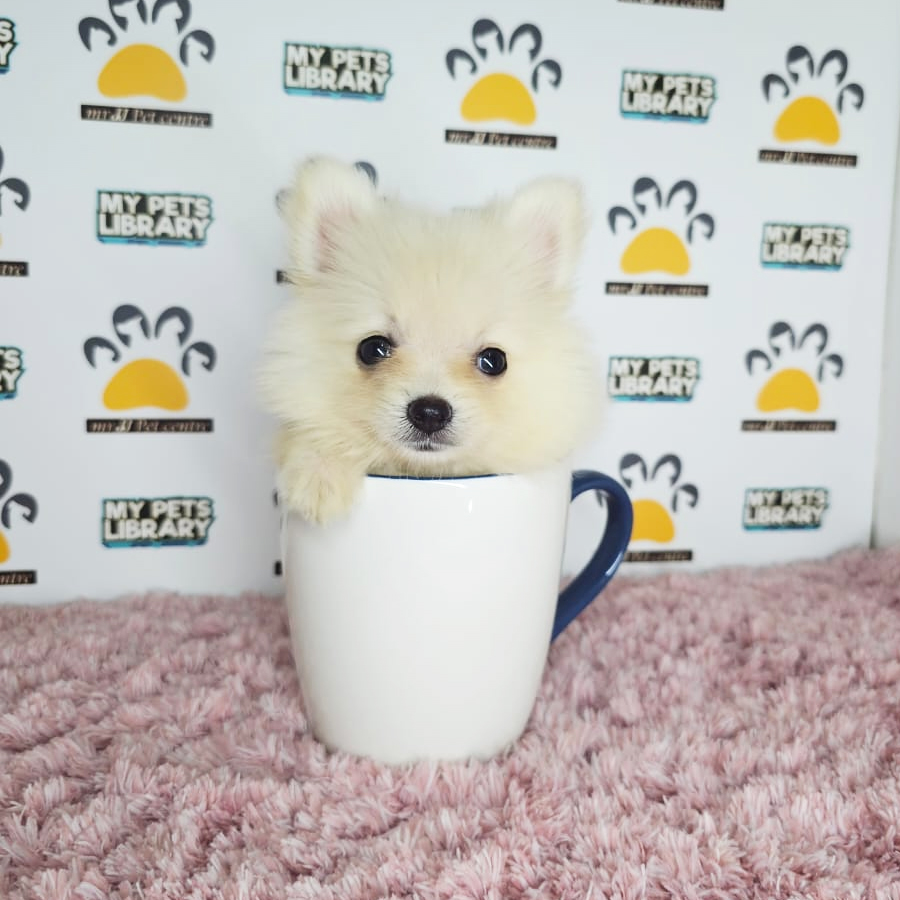 Teacup Pomeranian Puppy (Female) For Sale