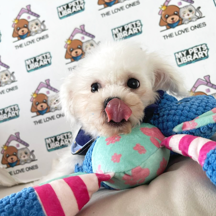 Bichon Frise Puppy (Male) For Sale