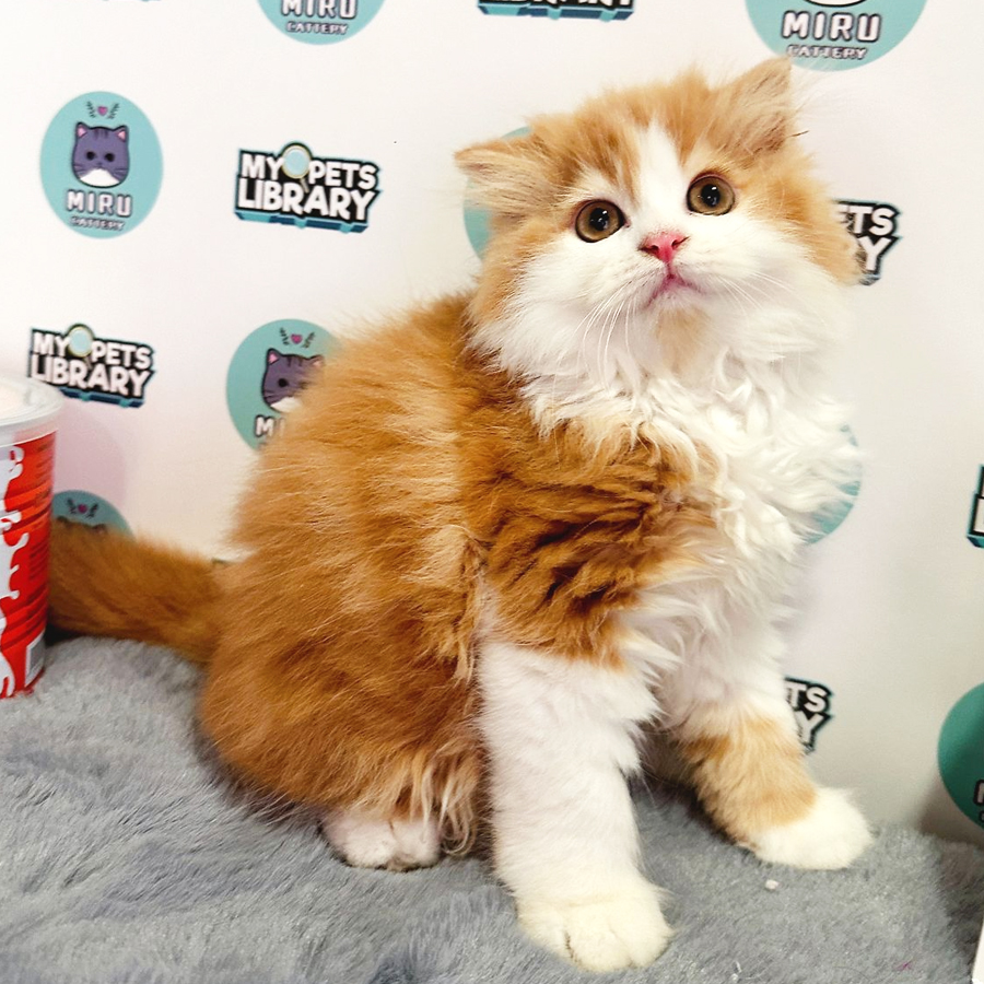 Scottish Persian Kitten (Male) For Sale
