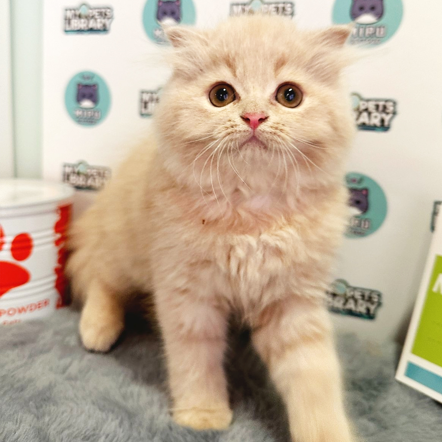Scottish Persian Kitten (Male) For Sale
