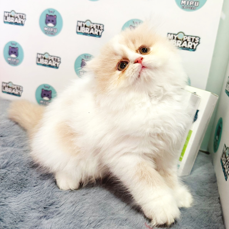 Scottish Persian Kitten (Female) For Sale