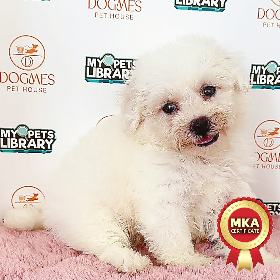 MKA Bichon Frise Puppy (Male) For Sale