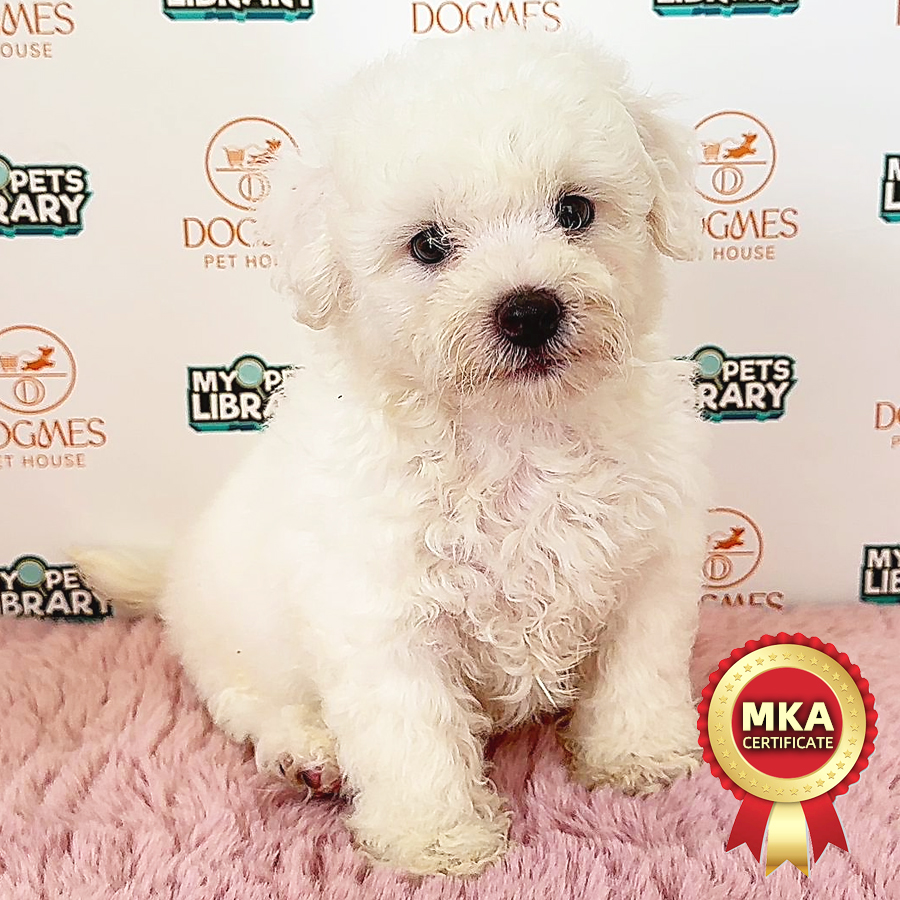 MKA Bichon Frise Puppy (Male) For Sale