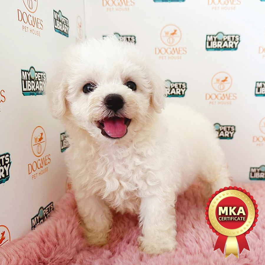MKA Bichon Frise Puppy (Male) For Sale