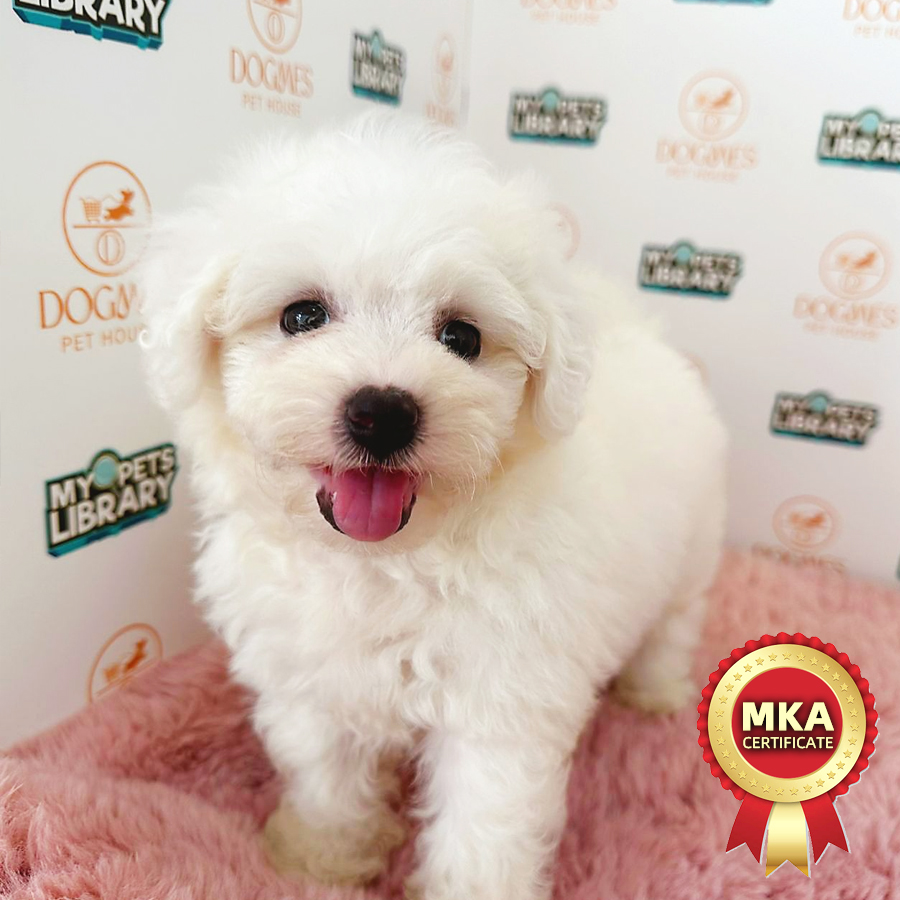 MKA Bichon Frise Puppy (Female) For Sale