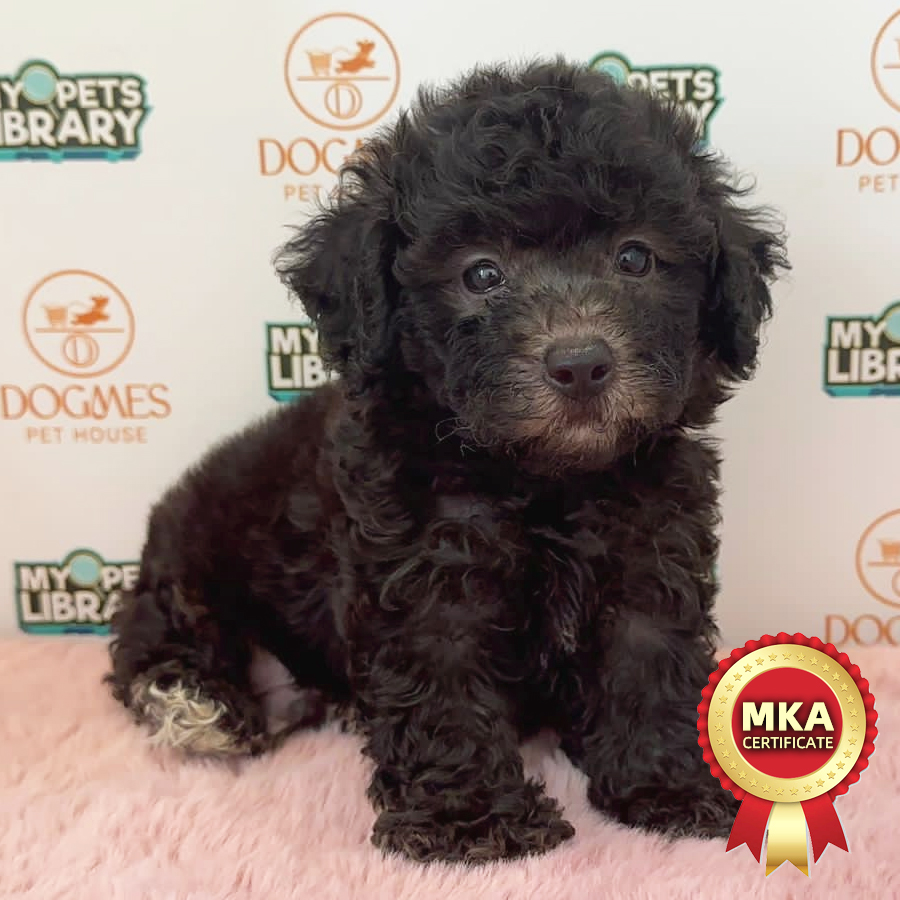 MKA Toy Poodle Puppy (Male) For Sale