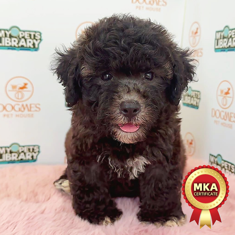 MKA Toy Poodle Puppy (Male) For Sale