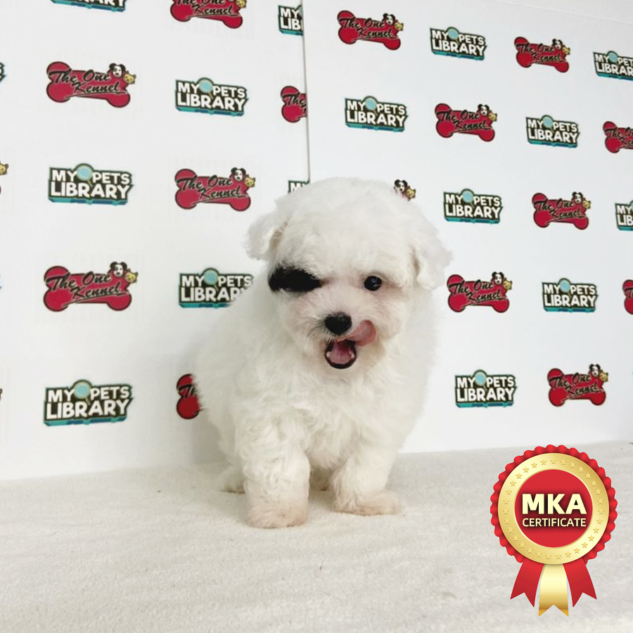 MKA Toy Poodle Puppy (Male) For Sale