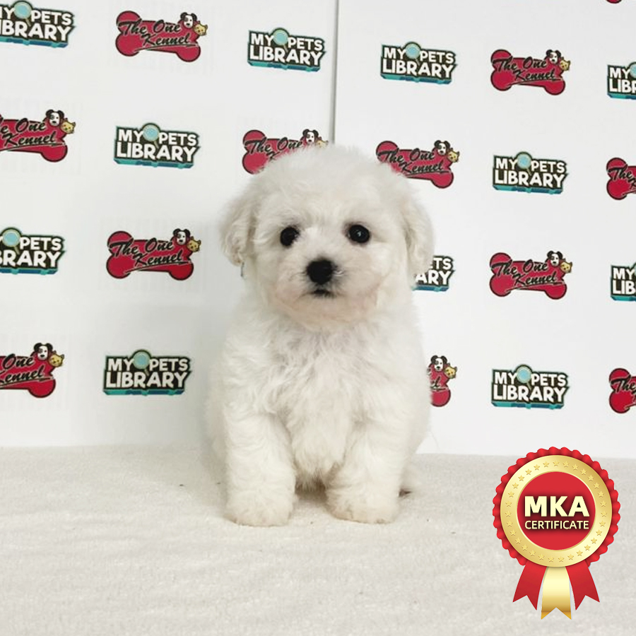 MKA Tiny Bichon Frise Puppy (Female) For Sale