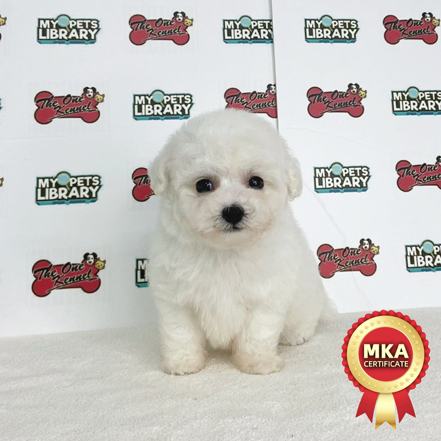 MKA Tiny Bichon Frise Puppy (Female) For Sale
