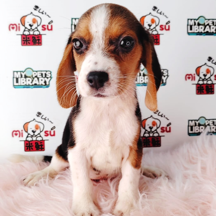 Beagle Puppy (Male) For Sale