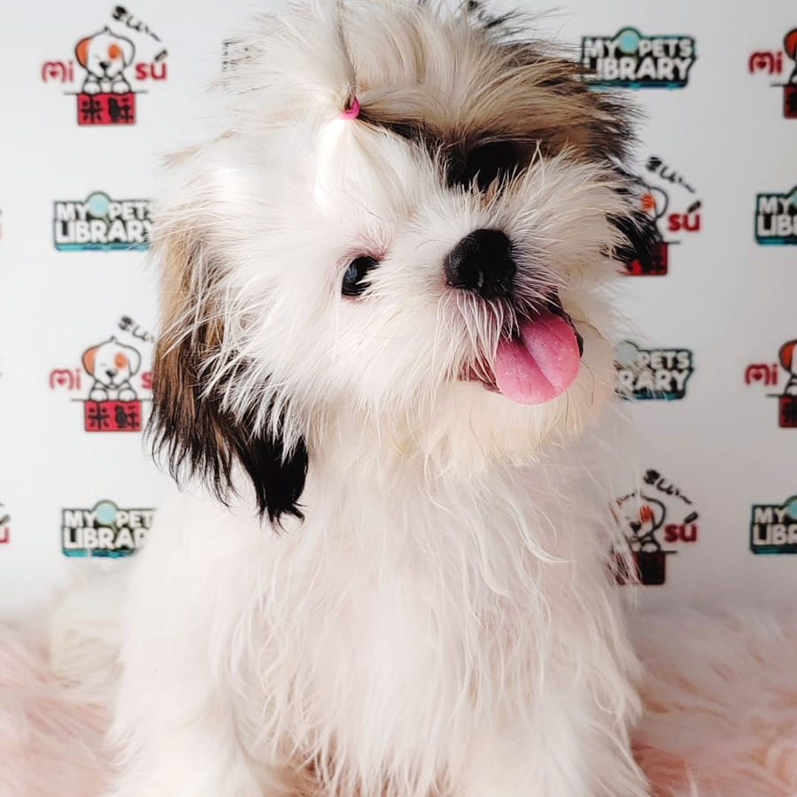 Shih Tzu Puppy (Female) For Sale