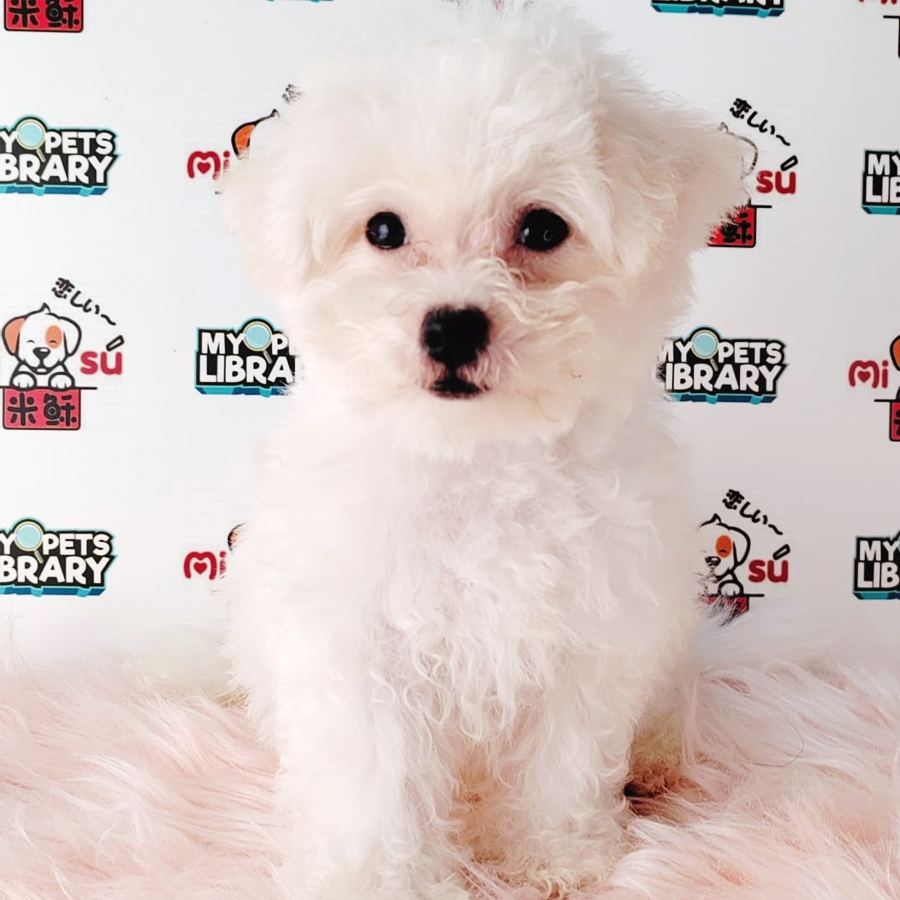 Bichon Frise Puppy (Male) For Sale