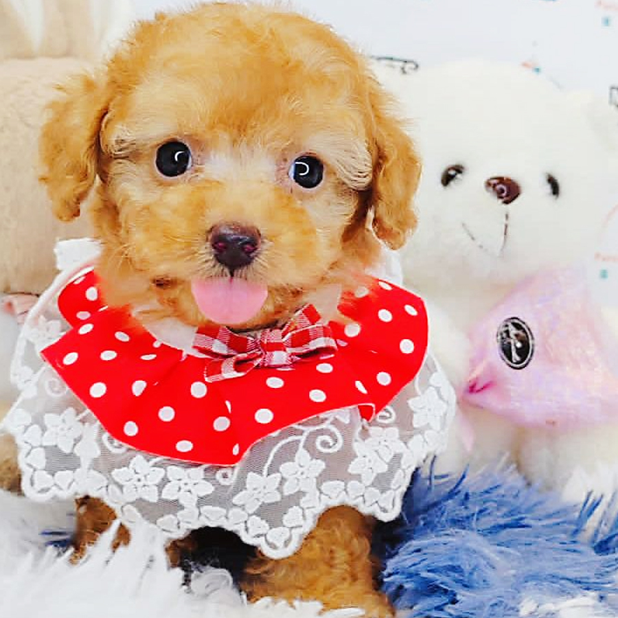 Toy Poodle Puppy (Male) For Sale