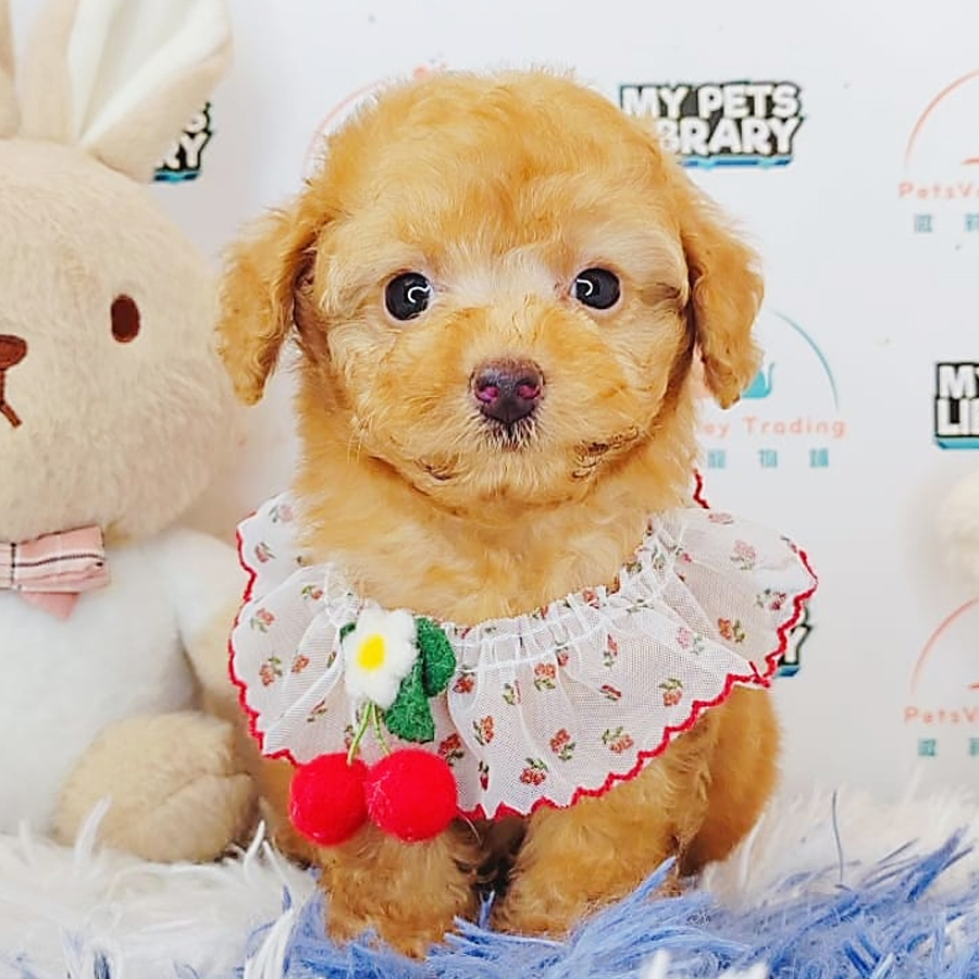 Toy Poodle Puppy (Male) For Sale