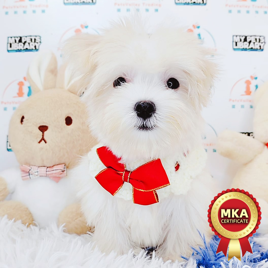 MKA Maltese Puppy (Male) For Sale