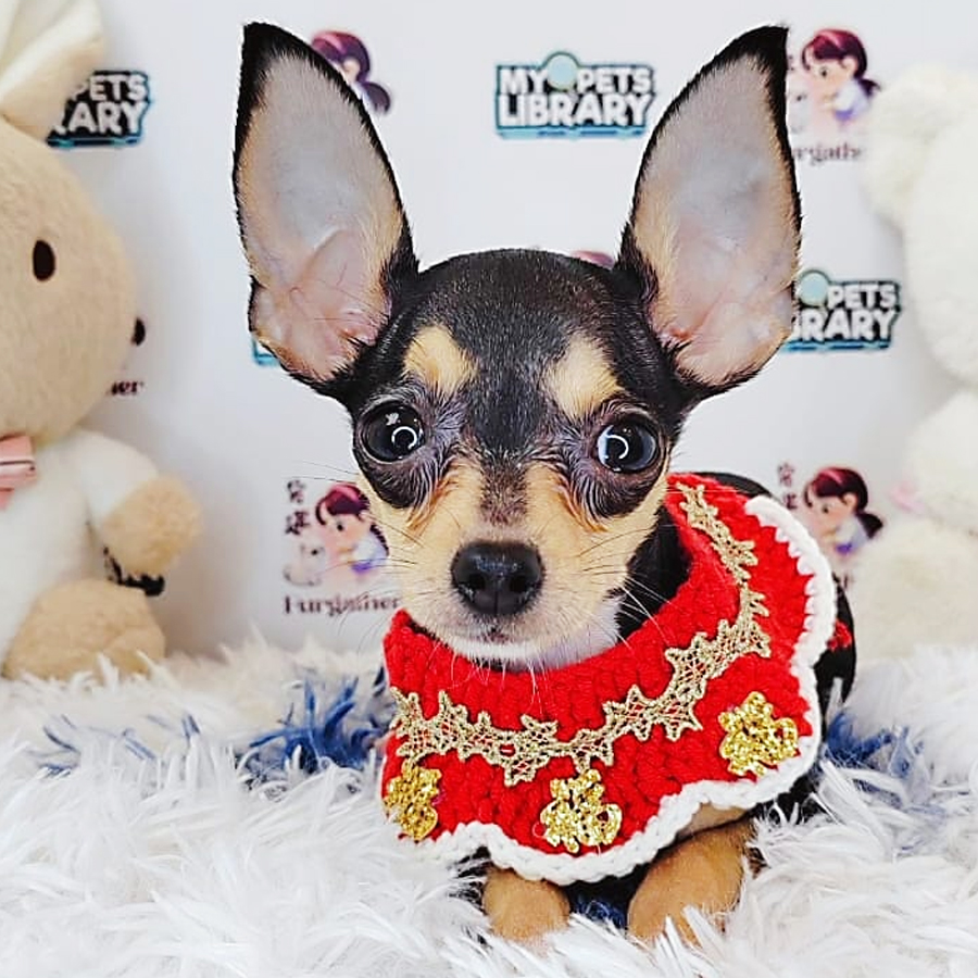 Chihuahua Puppy (Female) For Sale