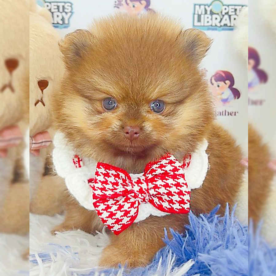 Pomeranian Puppy (Female) For Sale