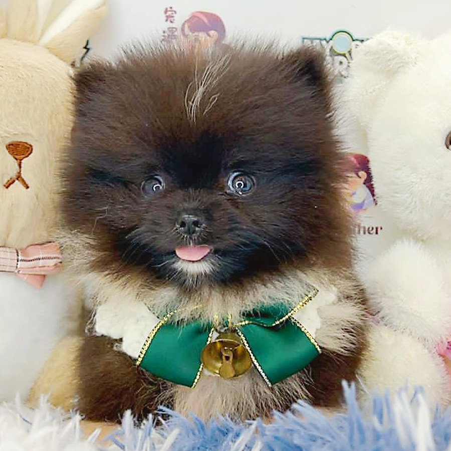 Pomeranian Puppy (Female) For Sale