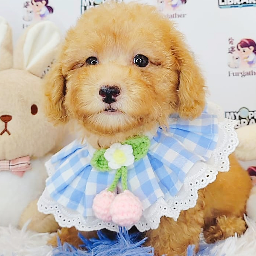 Toy Poodle Puppy (Male) For Sale