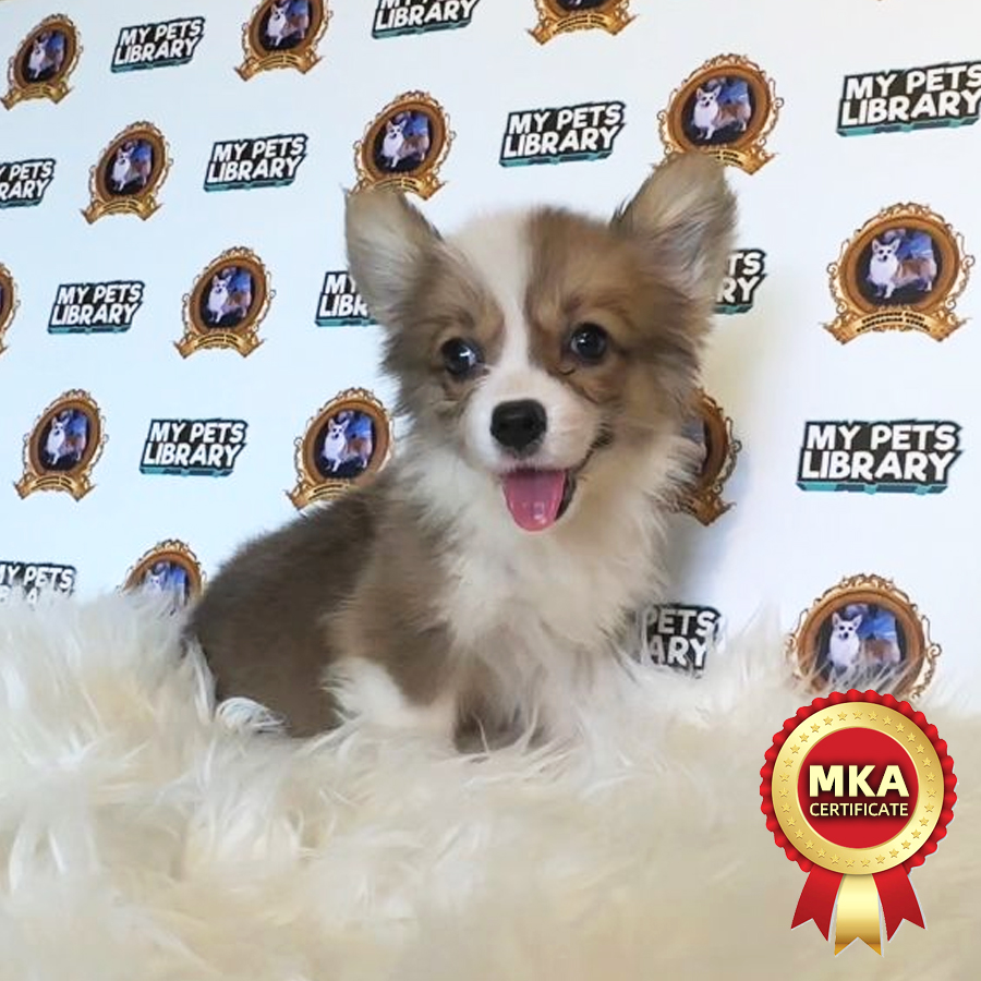 MKA Welsh Corgi Puppy (Female) For Sale