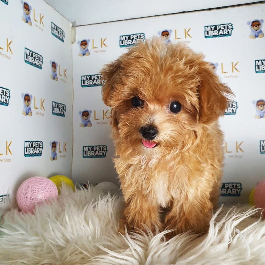 Maltipoo Puppy (Female) For Sale