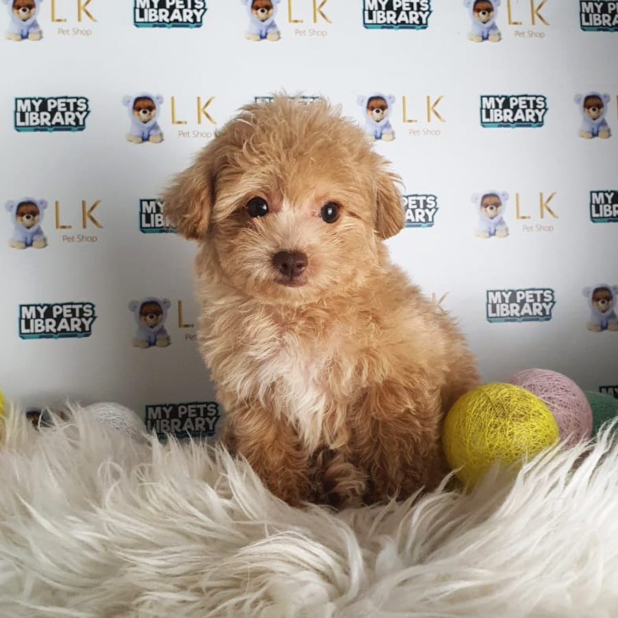 Toy Poodle Puppy (Female) For Sale
