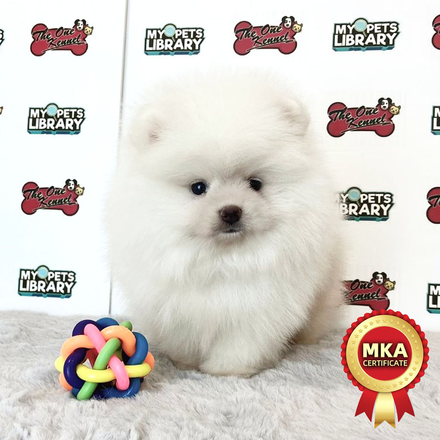 MKA Pomeranian Puppy (Male) For Sale