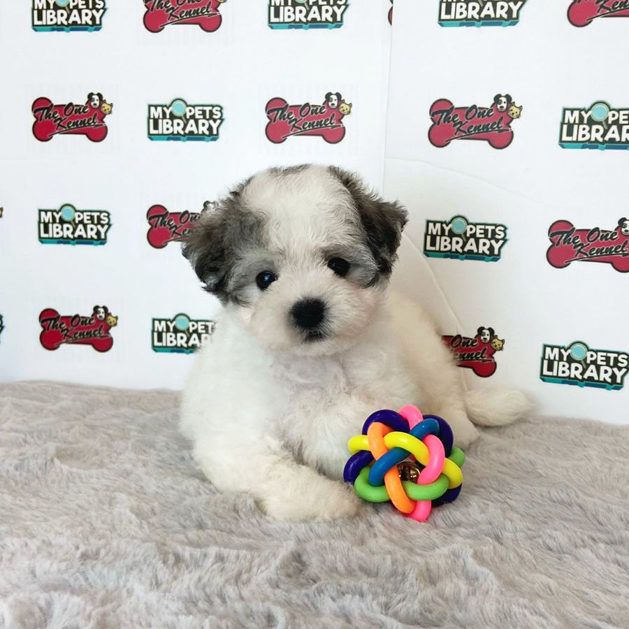 Toy Poodle Puppy (Female) For Sale