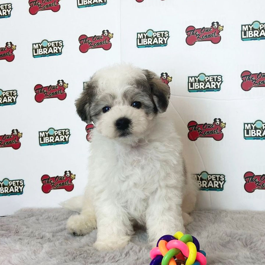 Toy Poodle Puppy (Male) For Sale
