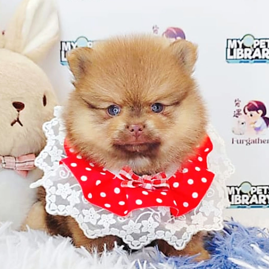 Pomeranian Puppy (Female) For Sale