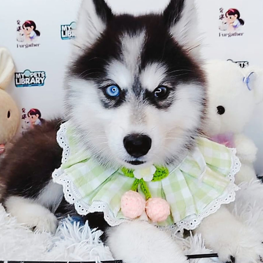 Wooly Husky Puppy (Female) For Sale