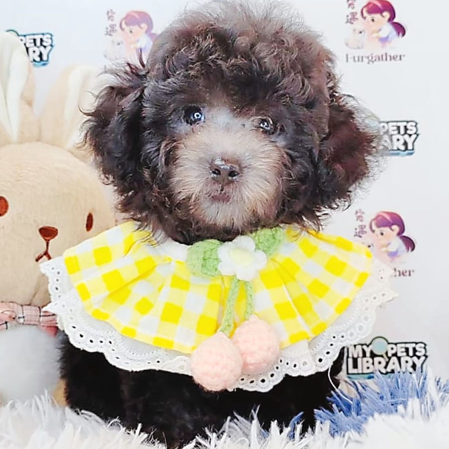 Toy Poodle Puppy (Male) For Sale