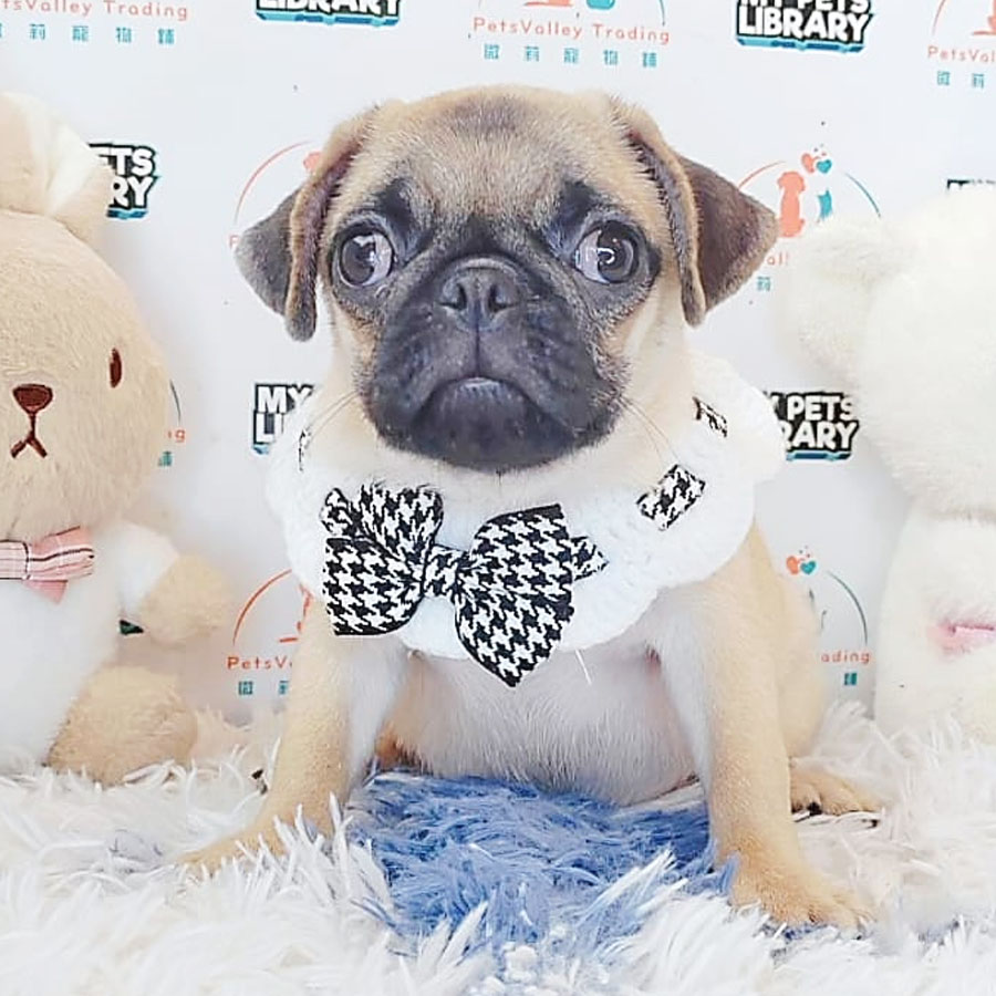 Pug Puppy (Female) For Sale