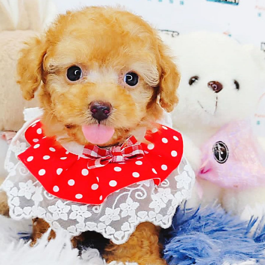 Toy Poodle Puppy (Male) For Sale
