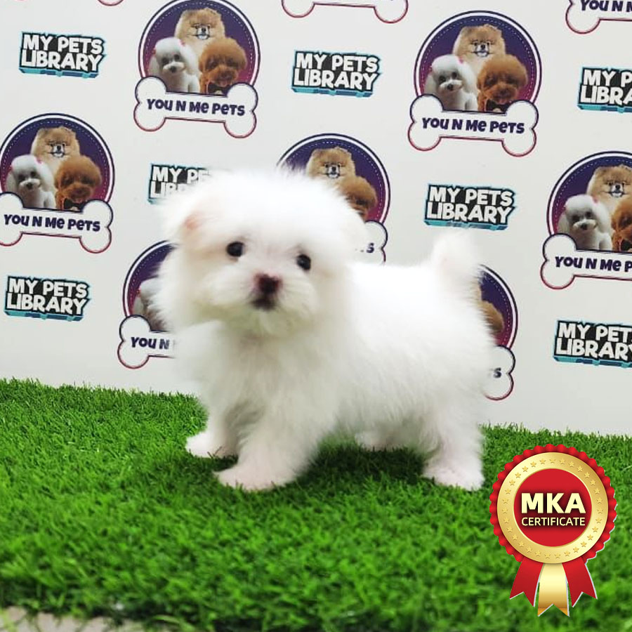 MKA Tiny Maltese Puppy (Female) For Sale