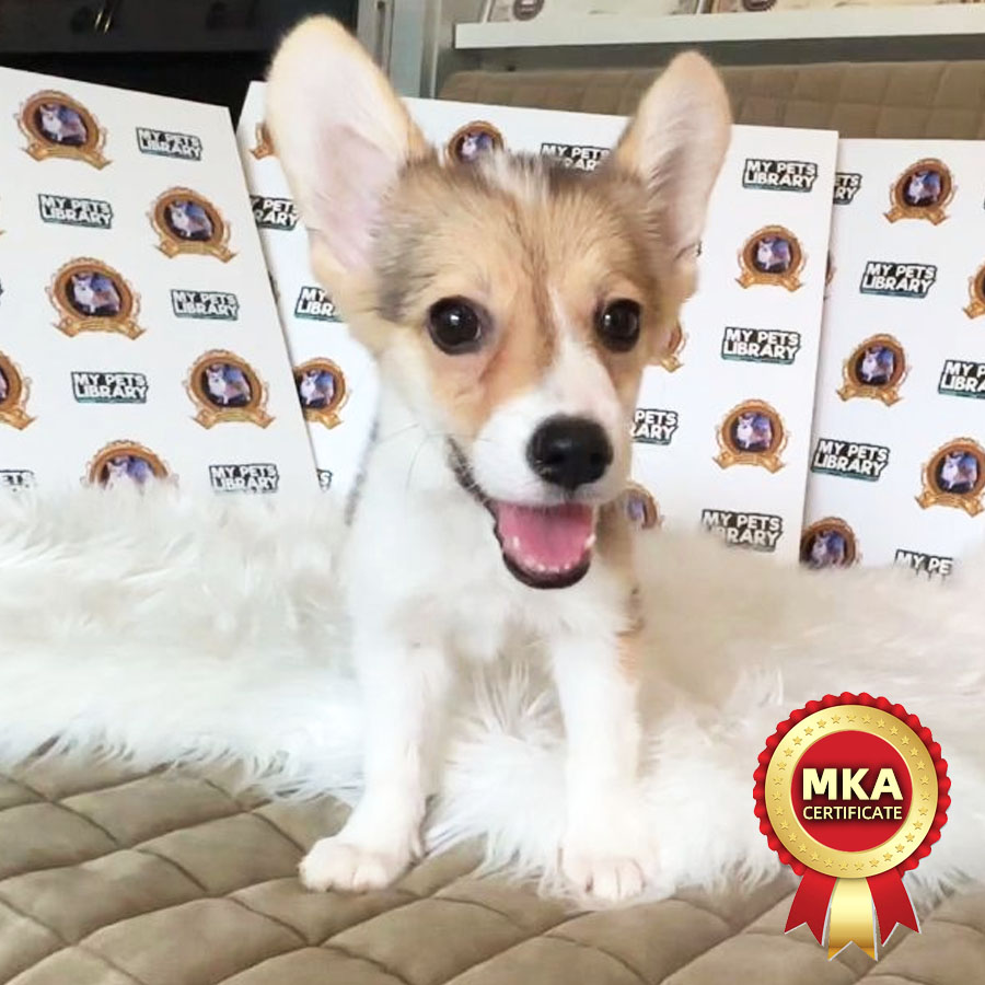 MKA Welsh Corgi Puppy (Male) For Sale