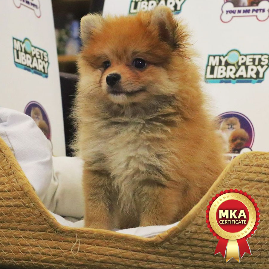 MKA Tiny Pomeranian Puppy (Female) For Sale