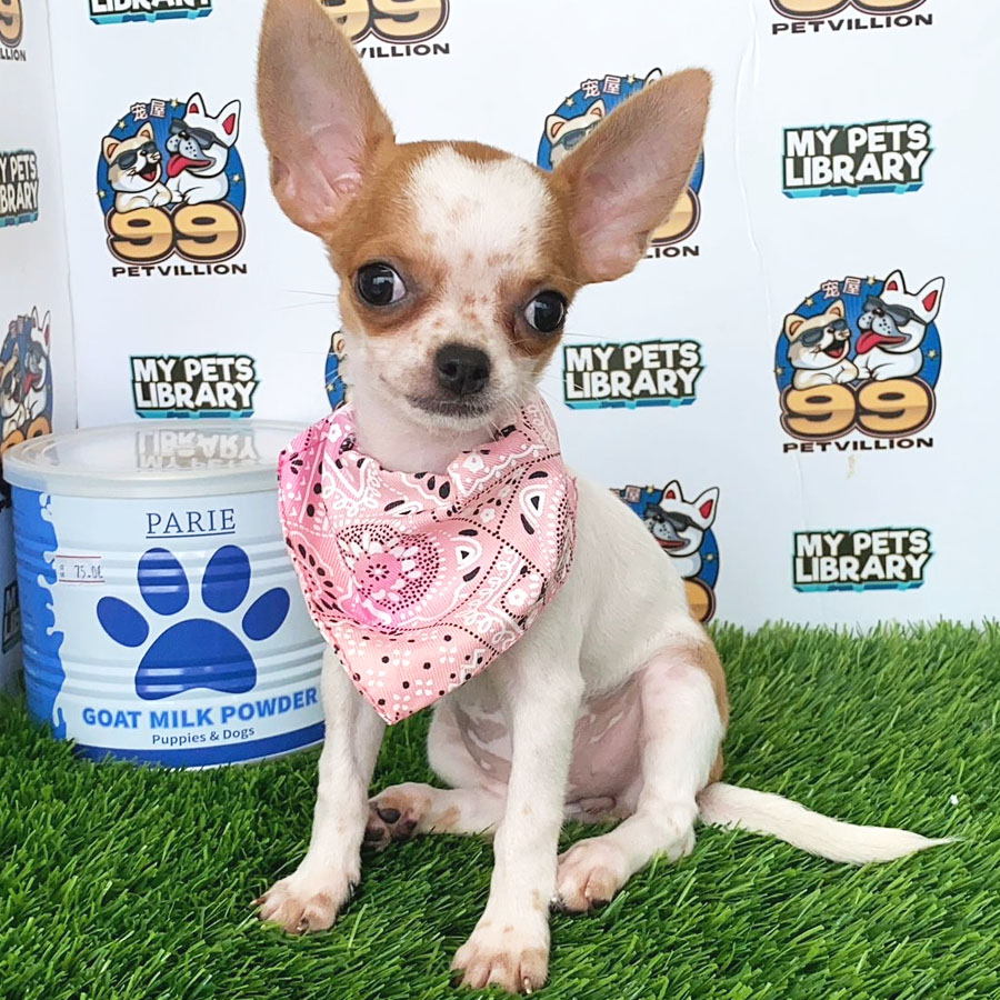 Chihuahua Puppy (Female) For Sale