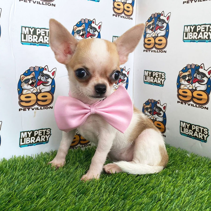 Chihuahua Puppy (Female) For Sale