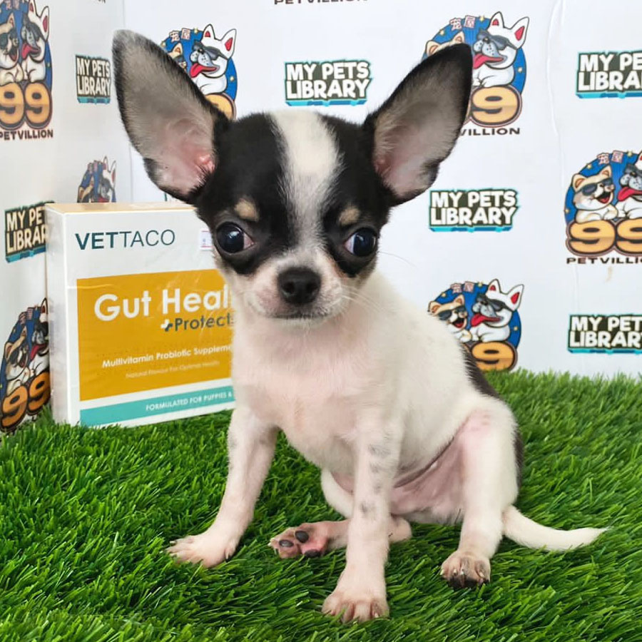 Chihuahua Puppy (Male) For Sale